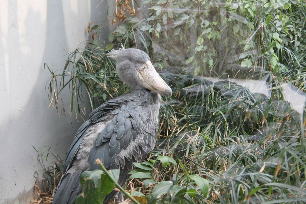 Юлия Урба | Stavanger