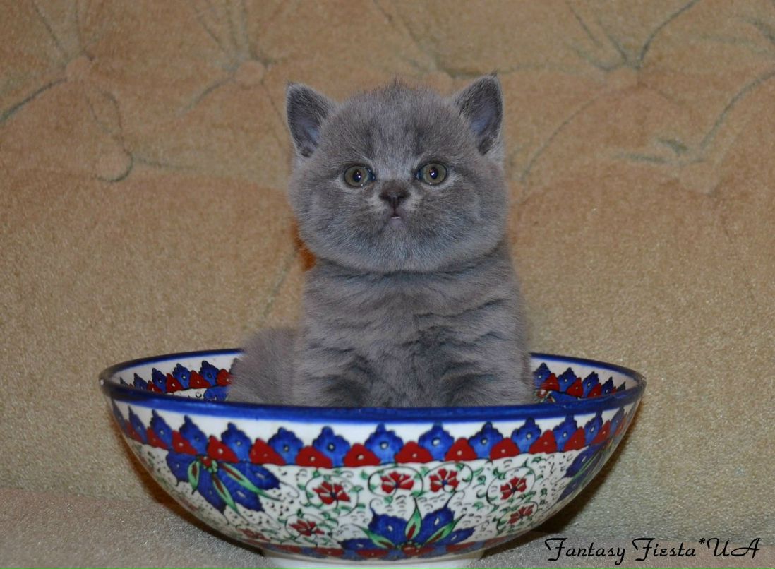 Людмила Перепелица | Одесса