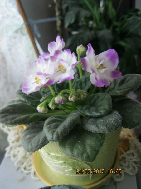 №15, Галина Шовак №15, Галина Шовак