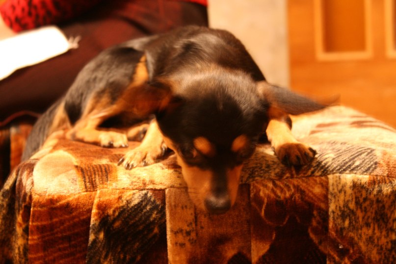 Дмитрий Кочерга -=Аngelic wolf=- | Гомель