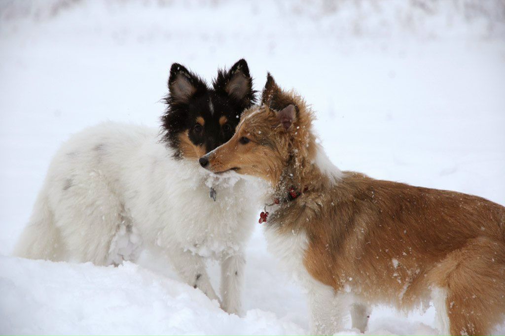 Арсений Каштанов | Петрозаводск