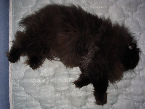 Kaoru Niikura † Kaede Shirai † | Санкт-Петербург