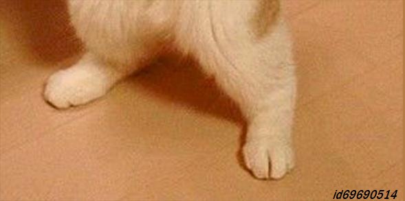 №5, Юрій Швець, Вишневец №5, Юрій Швець, Вишневец