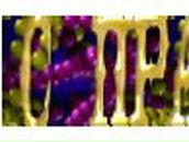 Майя Гурьева | 