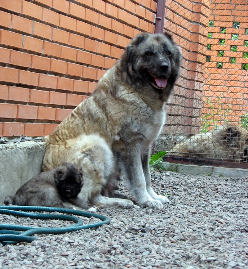 Вероника Высоцкая | Киев