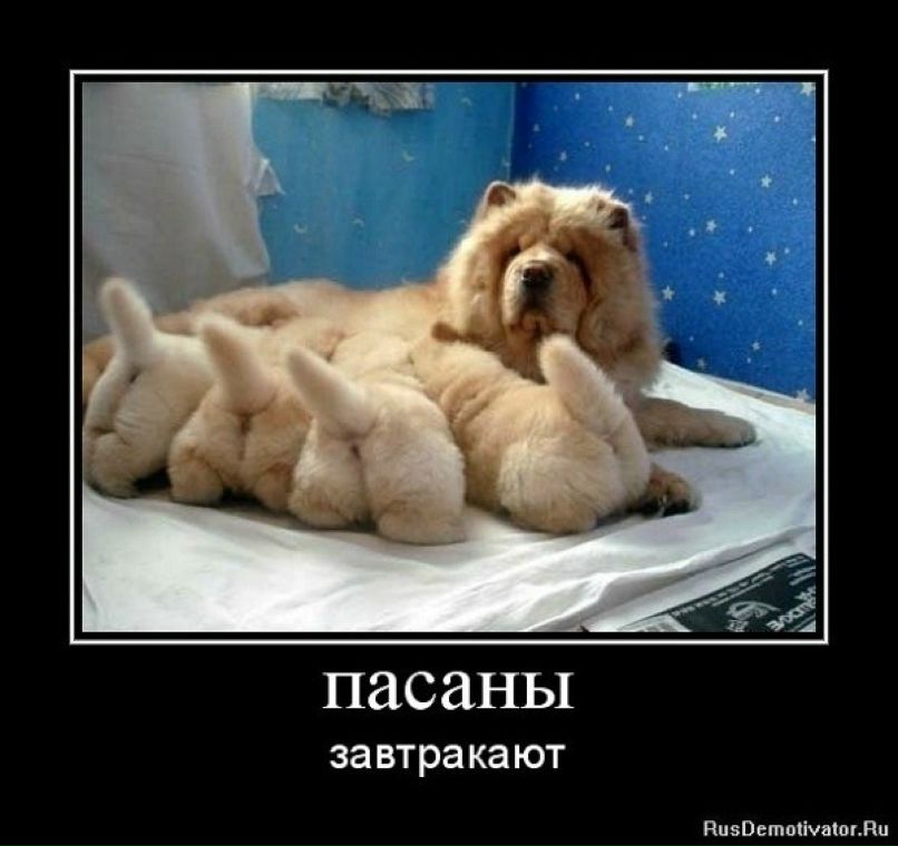 Виктор Ларченко | Великий Новгород