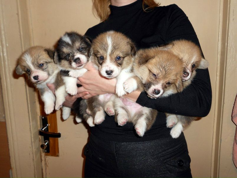 №134, Ольга Якубецкая, Загорянский №134, Ольга Якубецкая, Загорянский