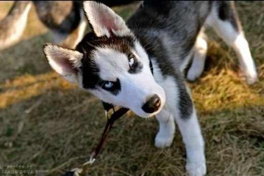 №50, Илья Карлинский, Нетания №50, Илья Карлинский, Нетания