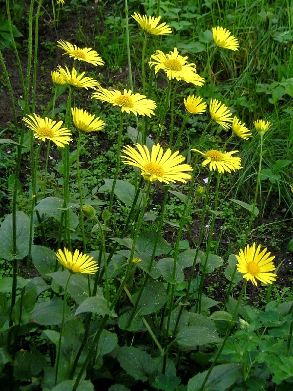 Алина Матросова | Санкт-Петербург