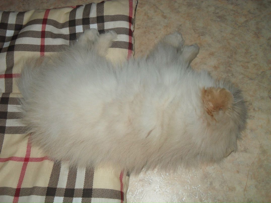 Макс Данилофф 8 Безумный койот 8 | Зеленоград