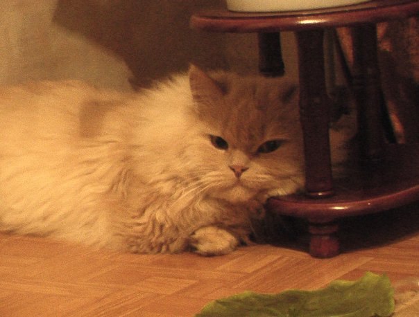 Олежка Sevostianov Igorevich | Волгоград