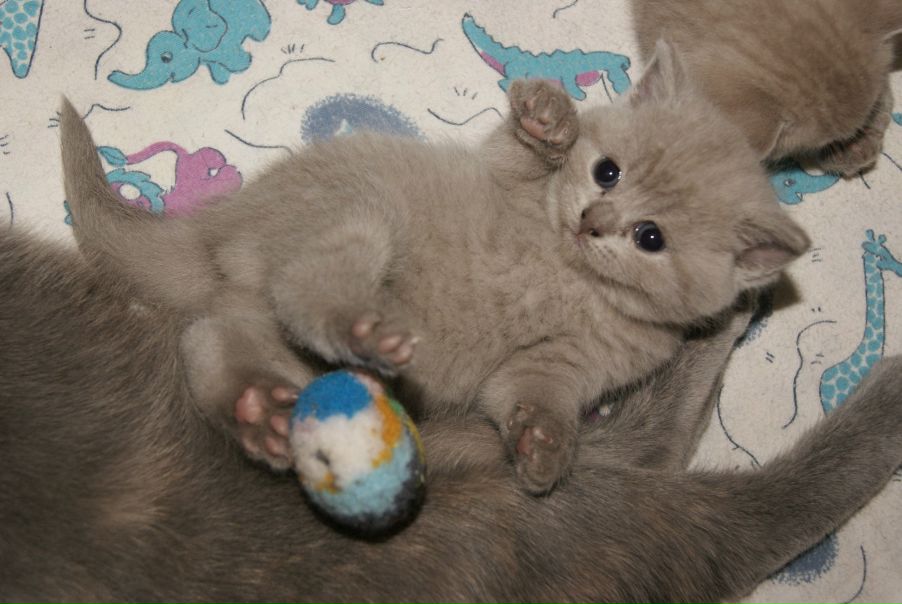 №96, Ирина Чернявская №96, Ирина Чернявская