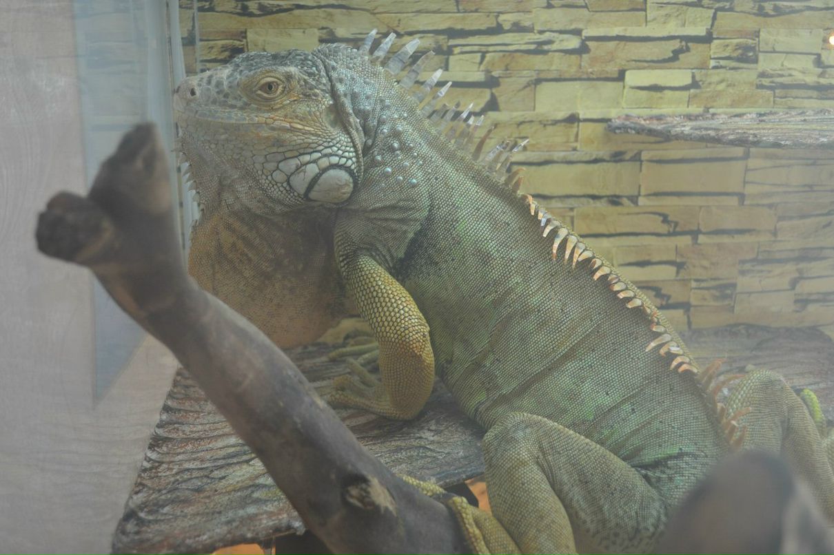 Елена Борыгина | Псков