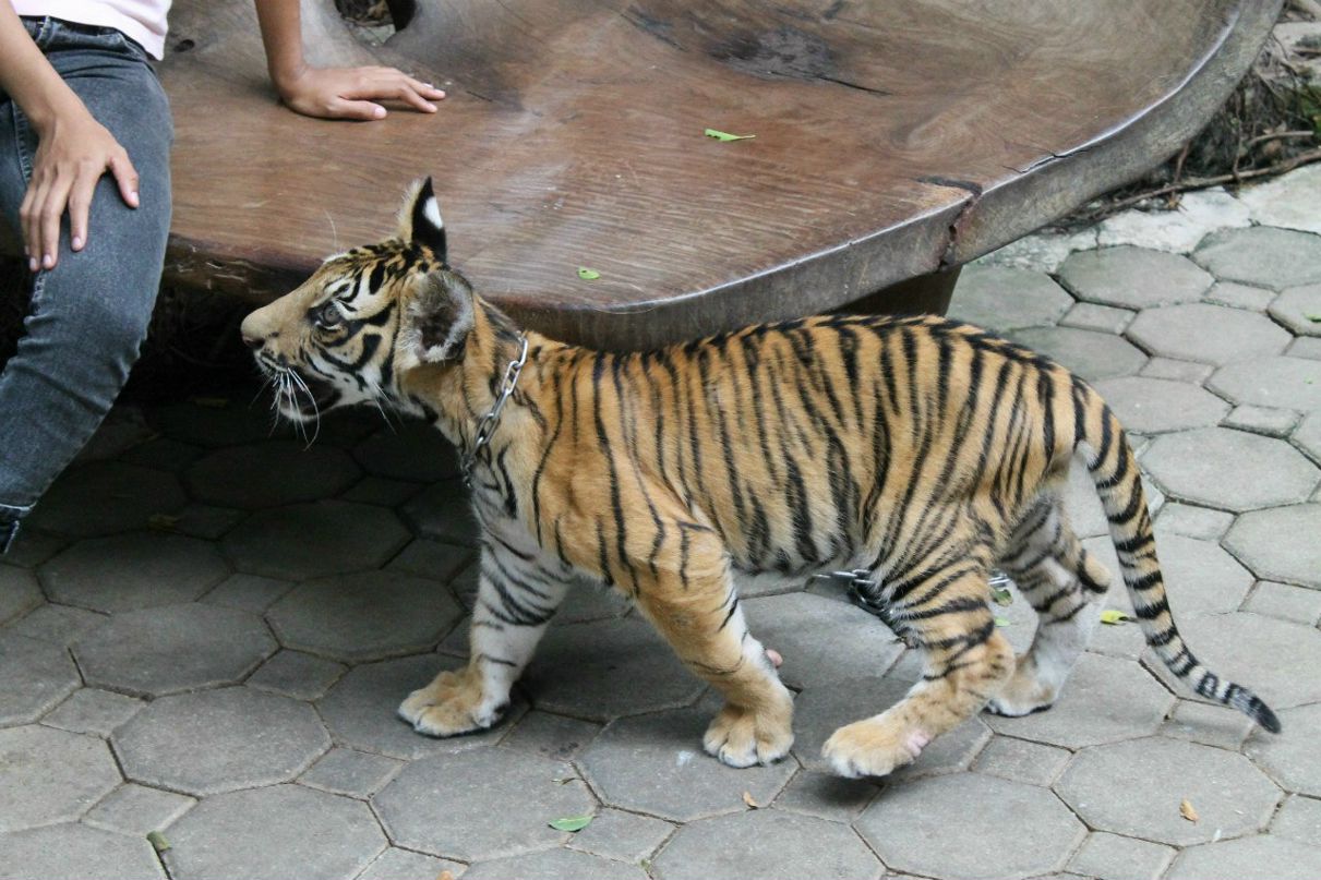 Екатерина Архипова | Санкт-Петербург