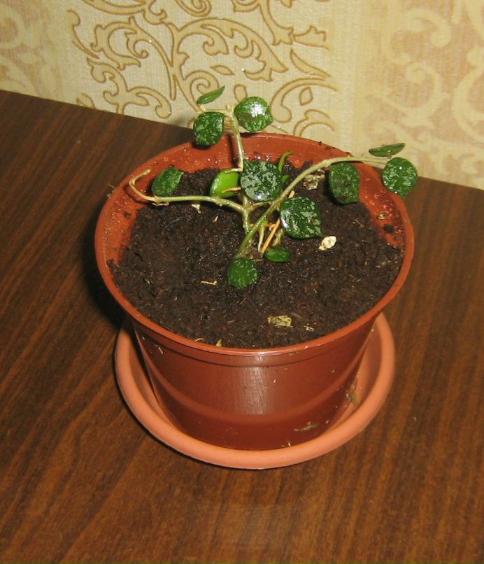 Ольга Атавина | Санкт-Петербург