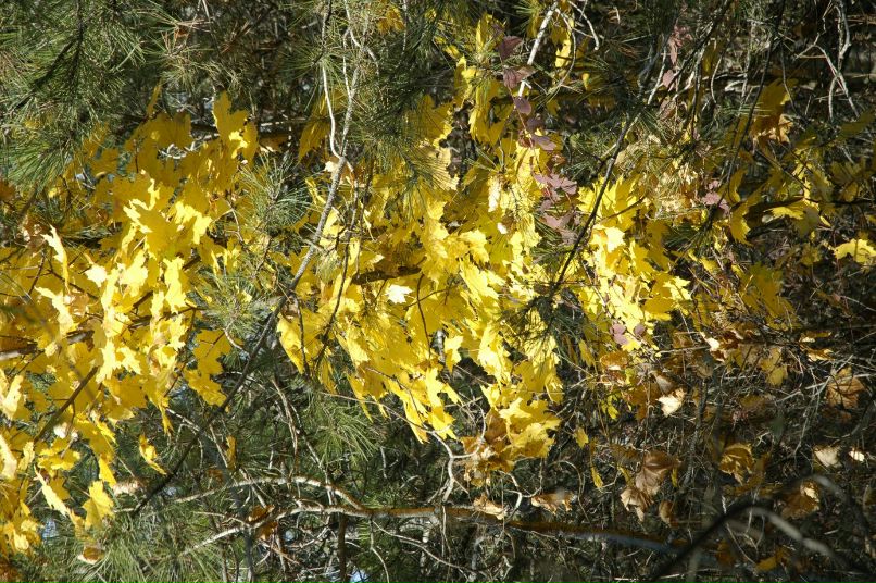 Сергей Русол | Кривой Рог