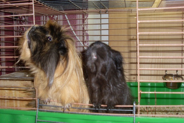 №75, Елена Золотикова, 37 лет, Тосно №75, Елена Золотикова, 37 лет, Тосно