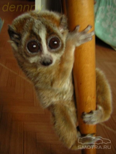 №163, Мария Таракановатуманова, 35 лет, Нижний Новгород №163, Мария Таракановатуманова, 35 лет, Нижний Новгород