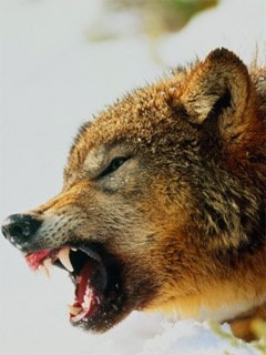 Александр Хрущёв | 