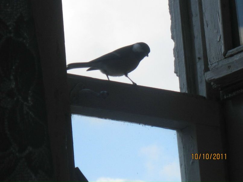 Nadia Ev | Новосибирск