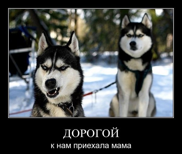 Стас Уласович | Чехов