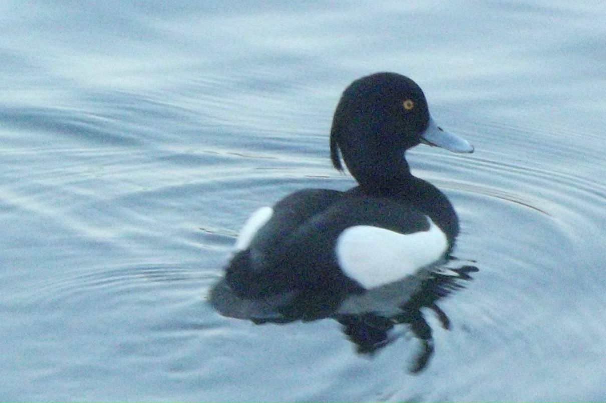 Витёк Хехе | Lüneburg