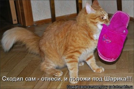 Arxangel Dark | Кириши