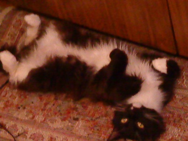 №3, Юлия Соколова №3, Юлия Соколова