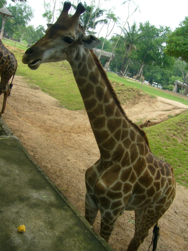 Надежда Третьякова | Красноярск