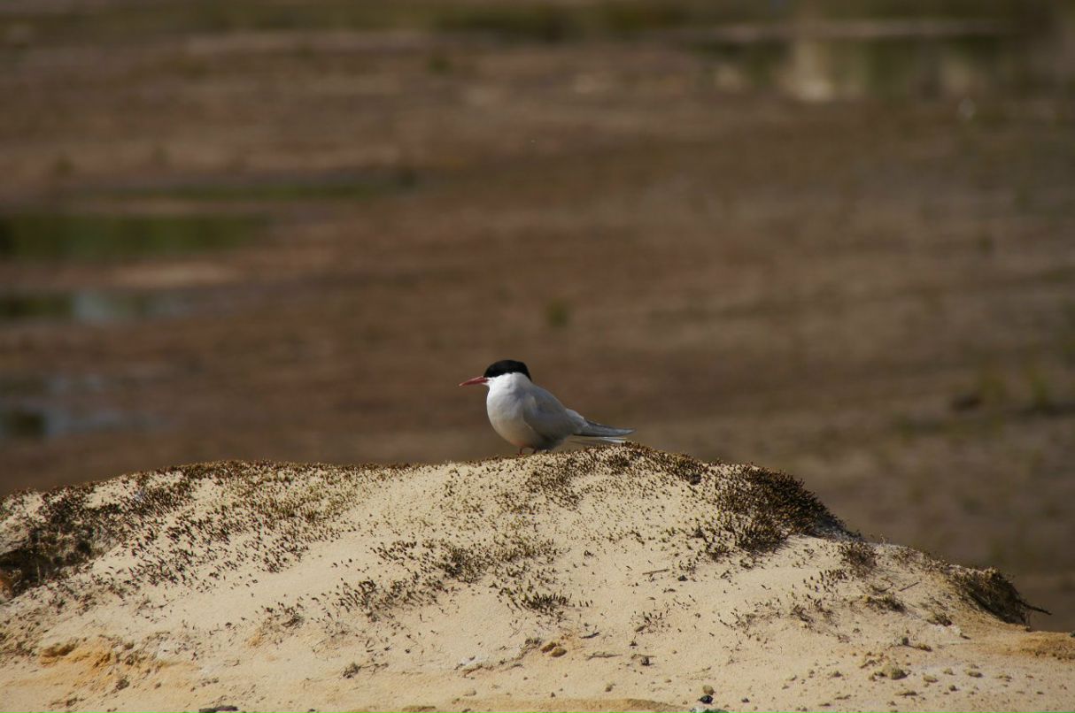 Андрей Семенов | Москва