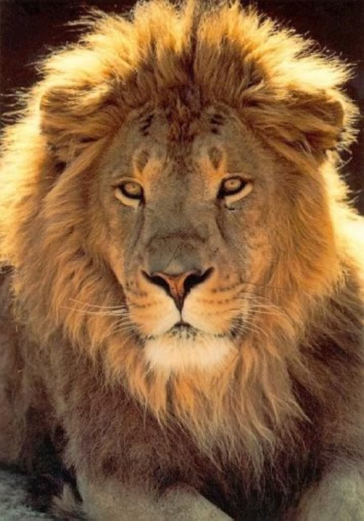 Дима Дорош | Spanish Town