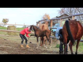 лаки учится ножки давать