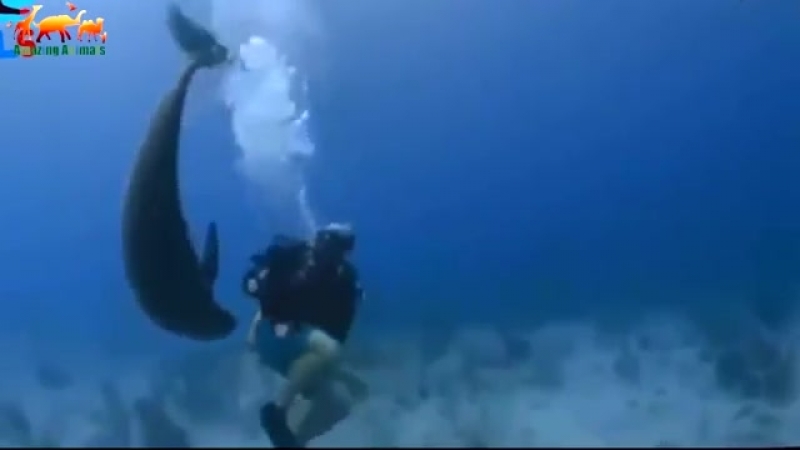 Возбуждённый Дельфин напал на