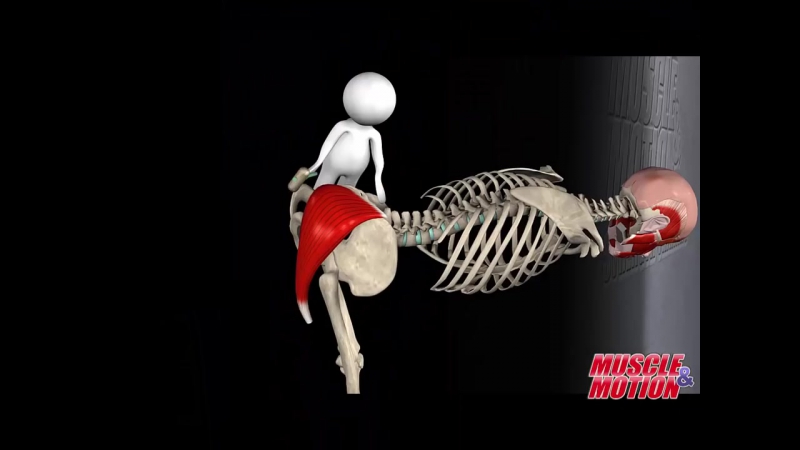 Gluteus Maximus