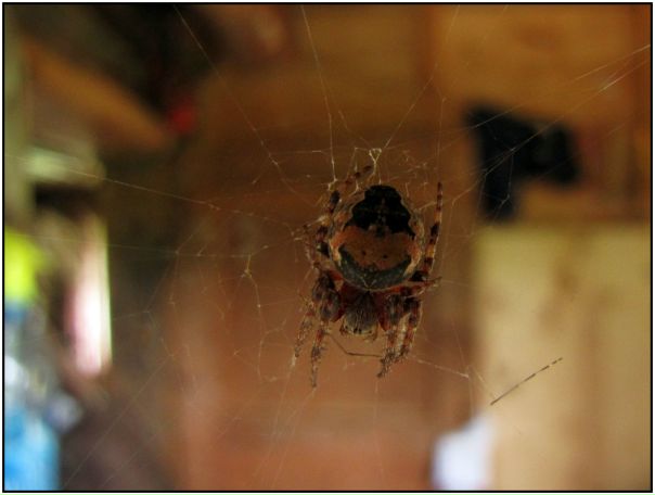 №15, Арсений Мошкович №15, Арсений Мошкович