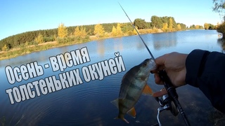 Осень - время толстеньких окуней