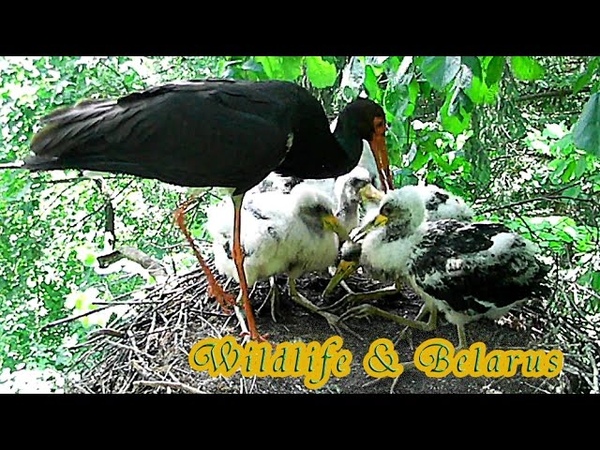 Черный аист кормит птенцов Black Stork Feeds The Chicks