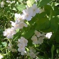 Наталья Богданова