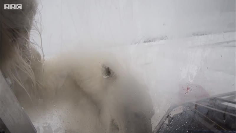 Wild Polar Bear Tries To Break In BBC