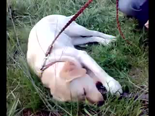 Мой любимый лабрадор