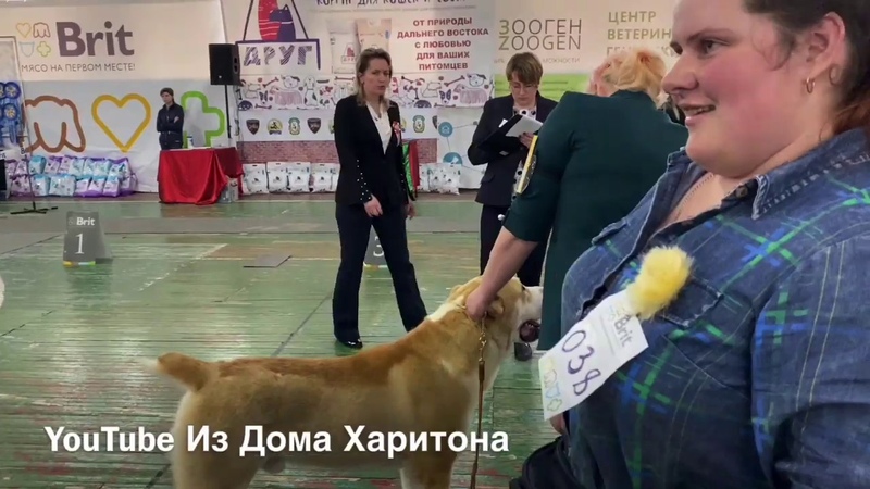 Зоопортал 4 августа коряжма. Зоопортал 4 августа коряжма. Зоопортал пермь выставка собак. Выставка череповец 18 декабря 22. Зоопортал.