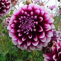 Светлана Яковлева