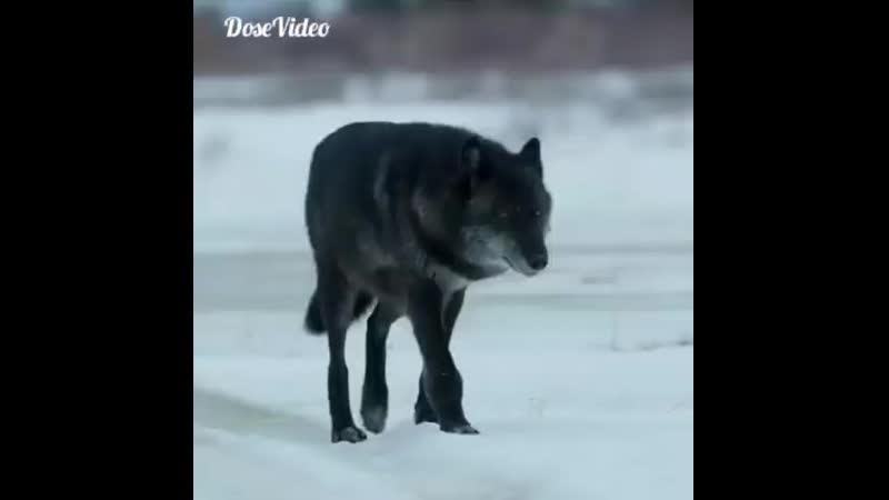 Волчара.