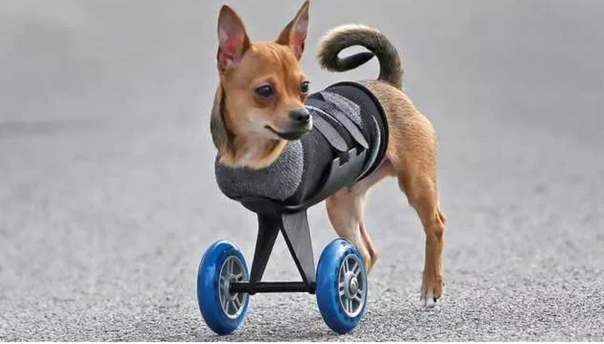 коляска для собак walkin' wheels. инвалит ная коляска для собаки. коляска для парализованных собак. инвалидная коляска для собак walkin wheels. собака на колесиках.