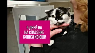 Кошка Ксюша | 5 ДНЕЙ НА СПАСЕНИЕ