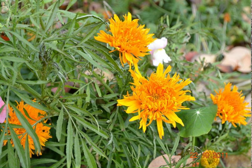 Елена Башкова | Ижевск