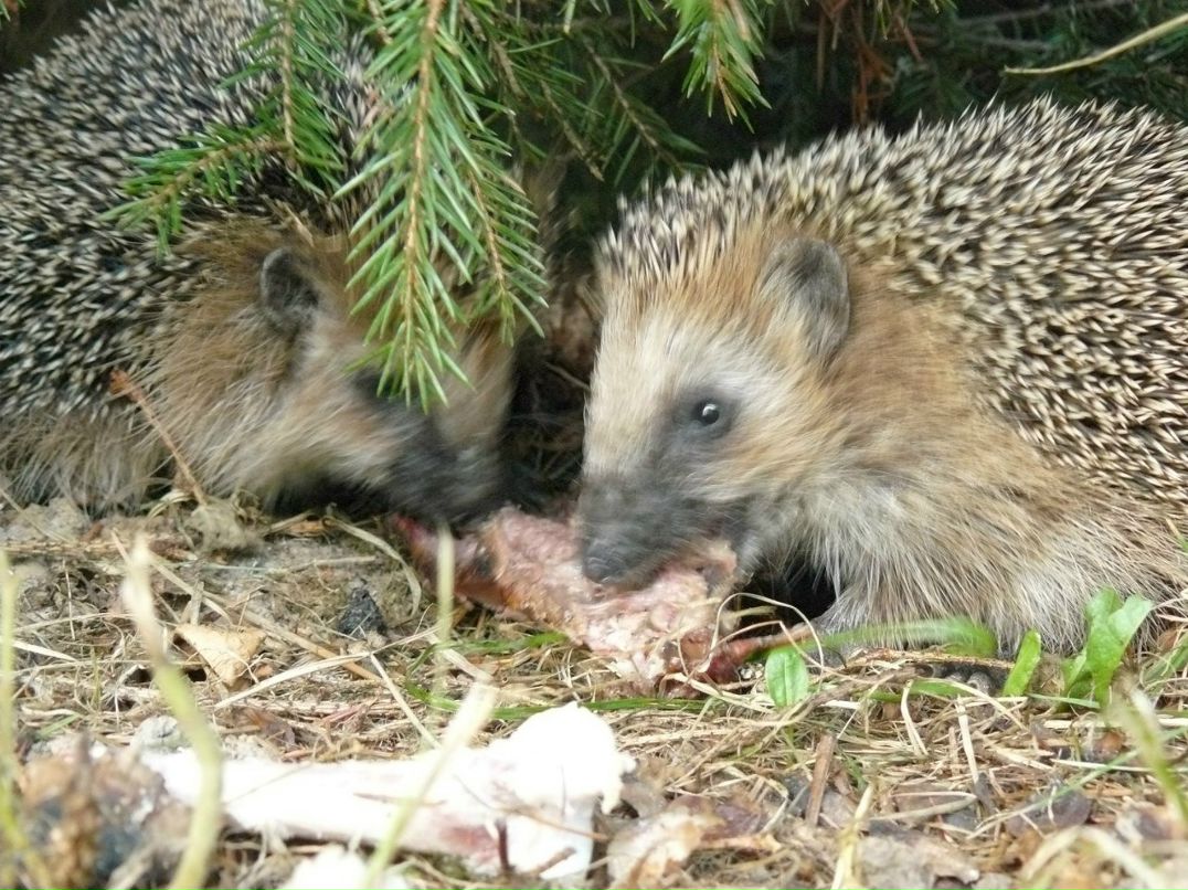 Елена Глибина | Вологда