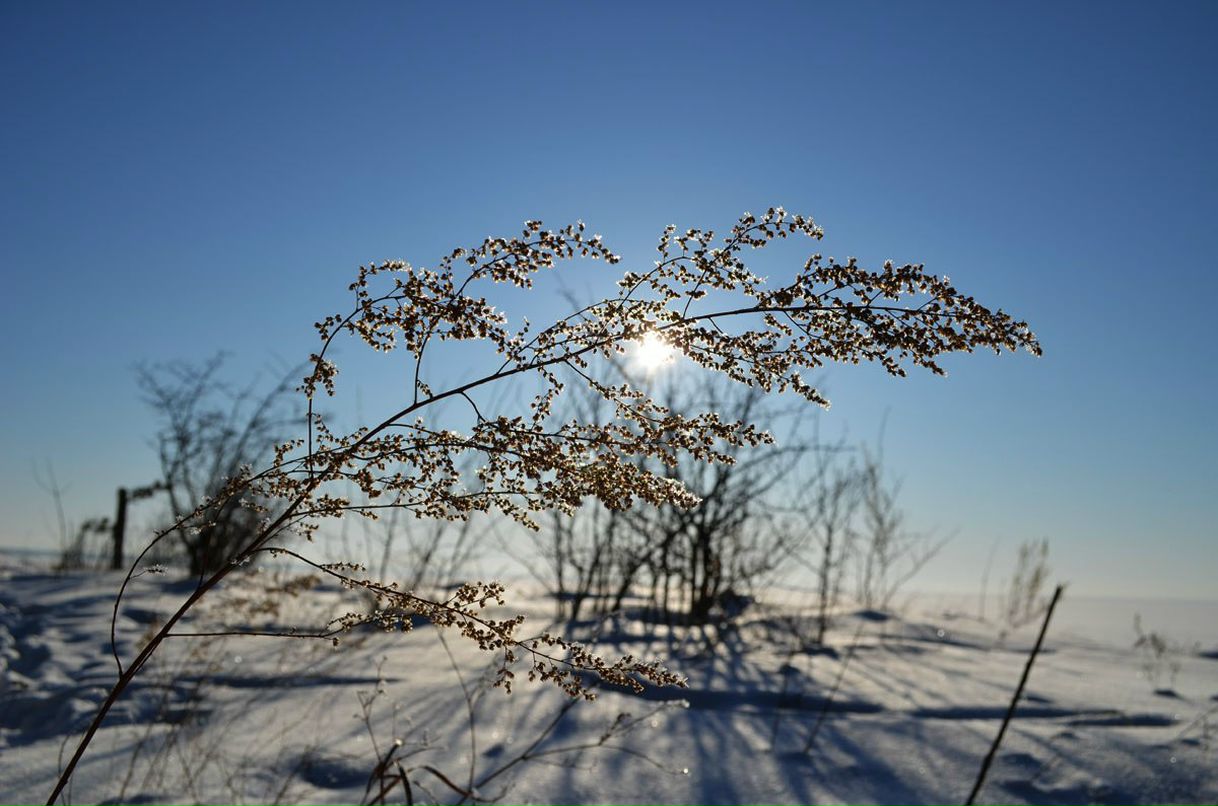 Анна Николаева | Бердск