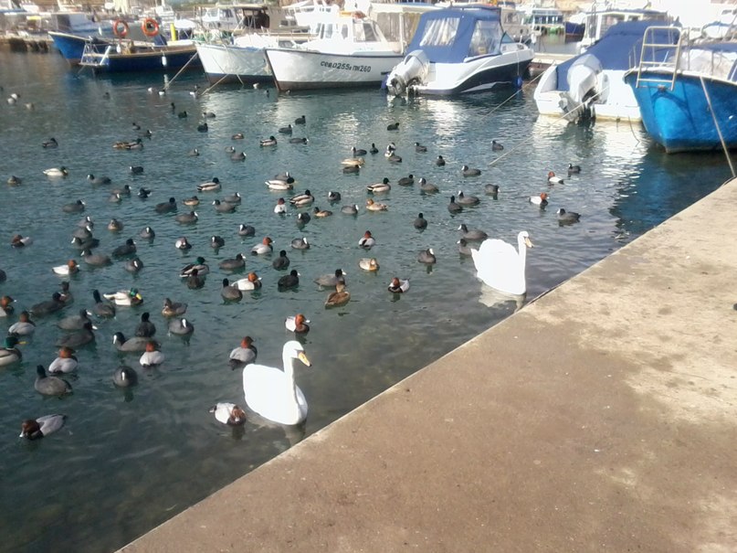 Оля Иванкова | Севастополь