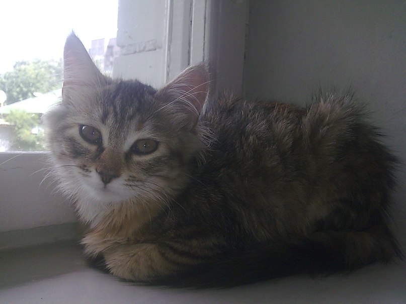 Алёнка Матолка | Черкассы